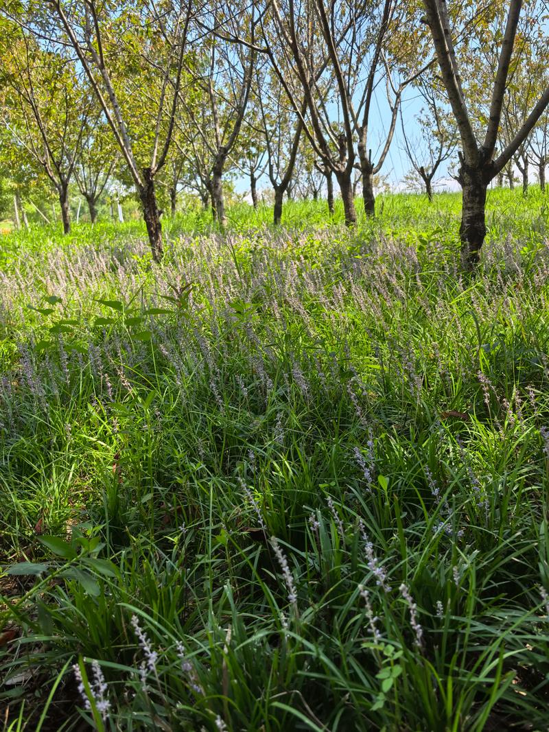 黑麦草高产种植技术-图2