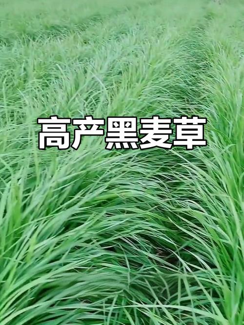黑麦草高产种植技术-图3