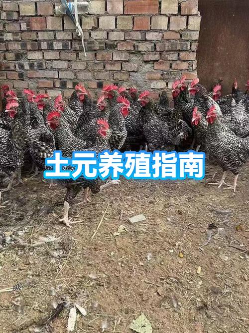 土元养殖技术士资料有哪些要点？-图1